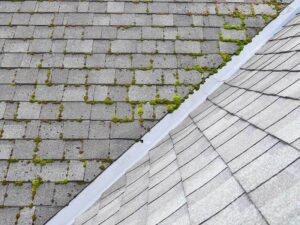 Regular roof inspections prevent mold and mildew growth