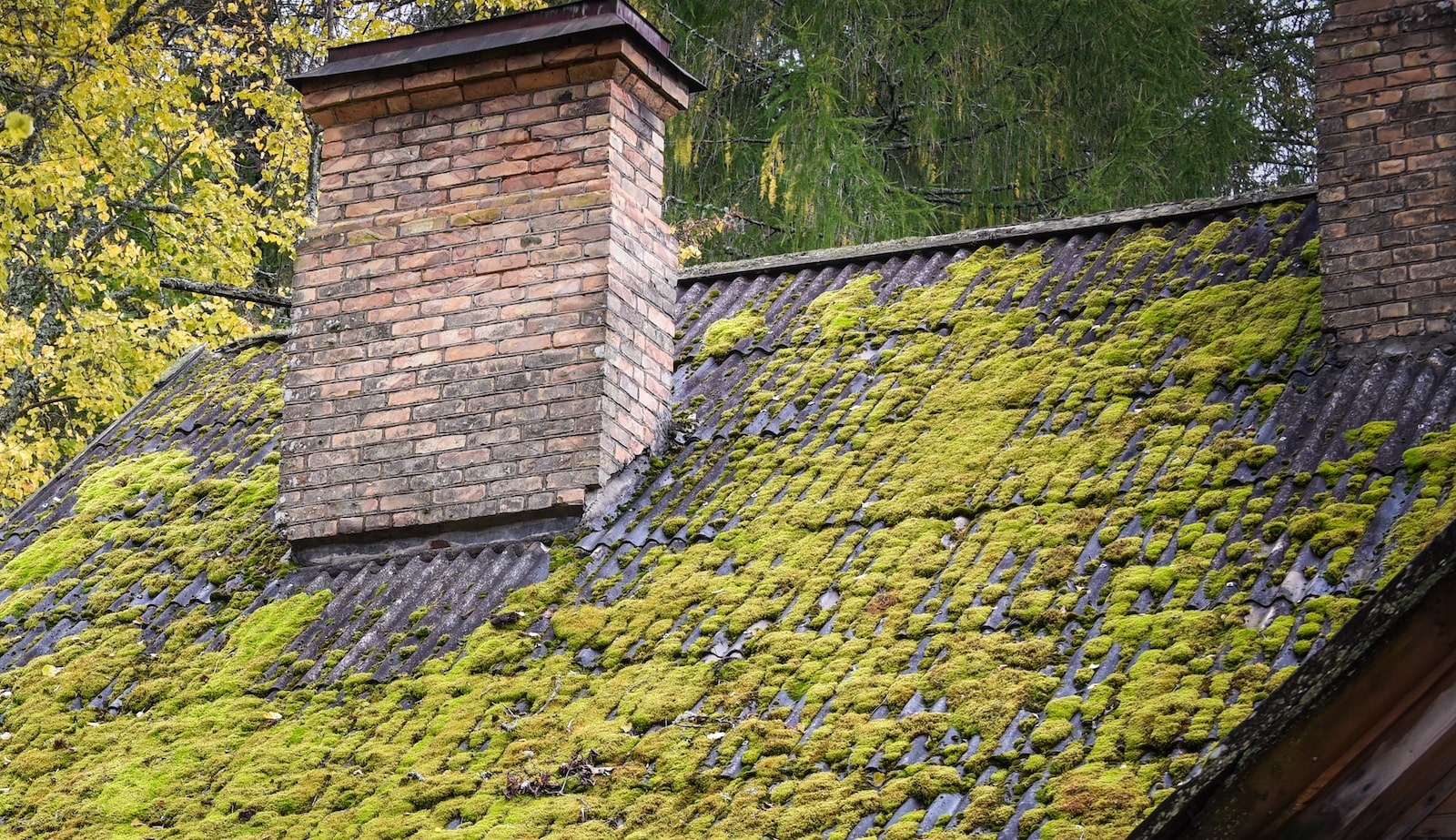 How to Eliminate Moss from Your Roof