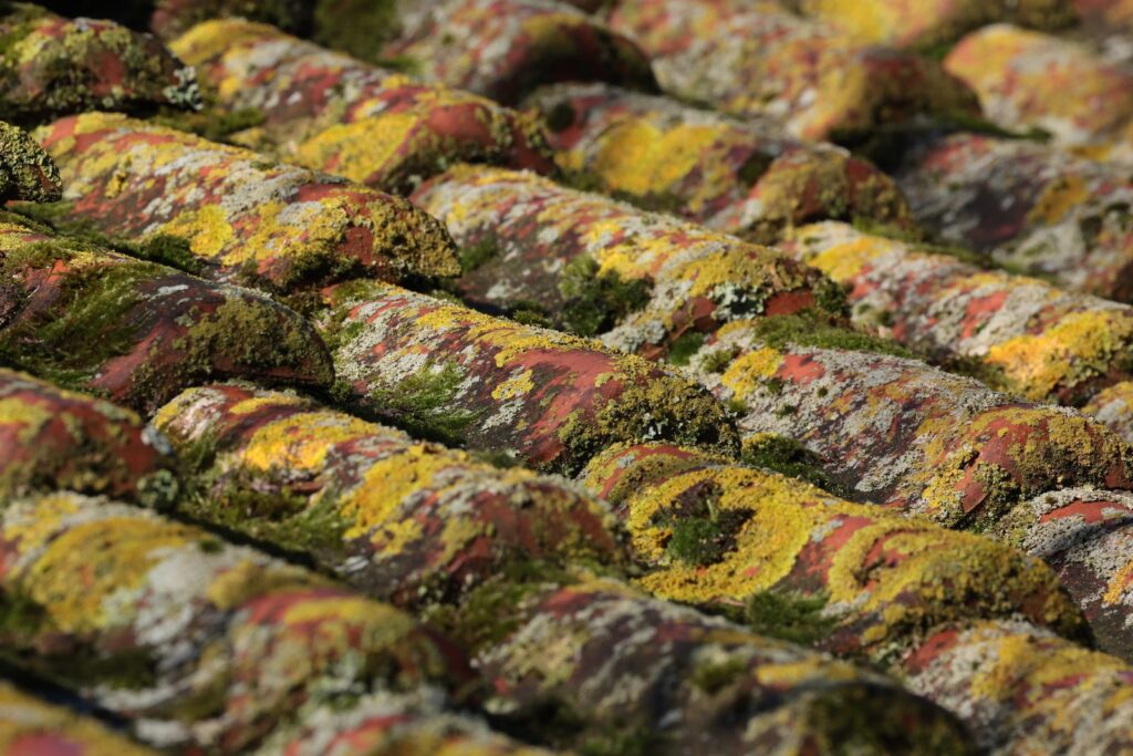 Tile shingles with moss.