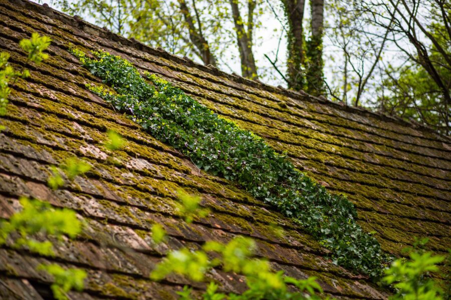 To maintain your roof and prevent damage from moss and algae, it's important to find the best roof shingle cleaner.